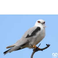 گونه کورکور بال سیاه Black-winged Kite